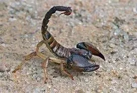 Scorpion Sting Treatment