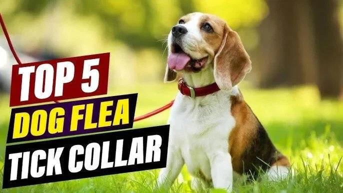 Top Flea and Tick Collar Reviews