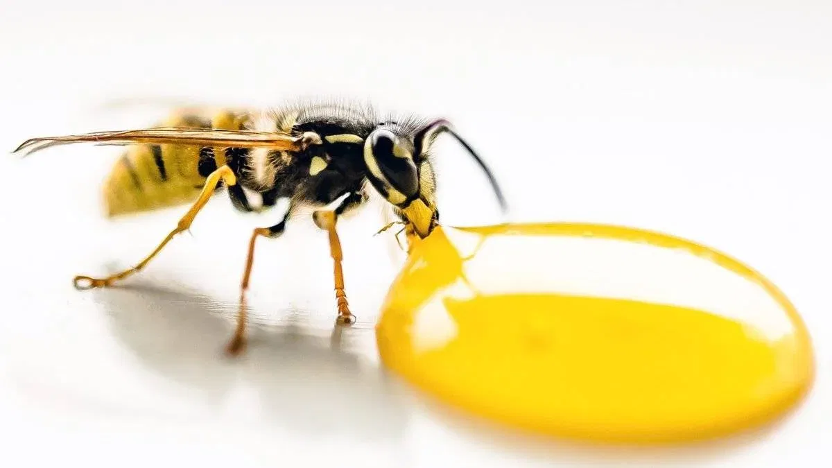 vinegar for wasp stings