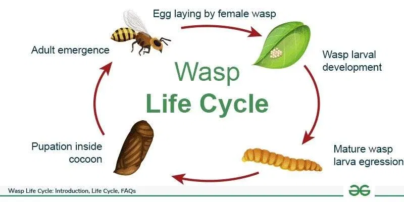 What Is a Wasp’s Lifespan