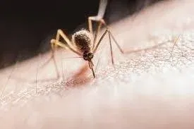 Why Do Mosquito Bites Itch More at Night
