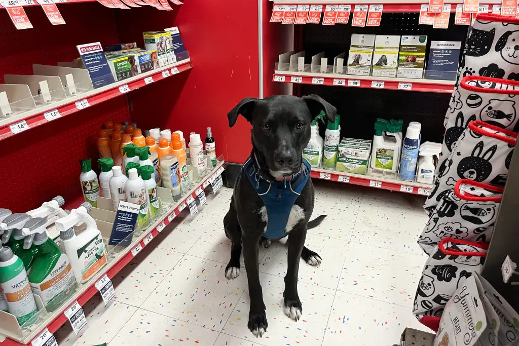 best flea treatment for sensitive skin dogs