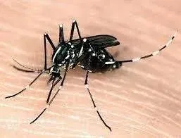 Asian Tiger Mosquito Disease Risks