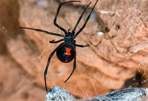 Black Widow Spider Bite Symptoms Timeline