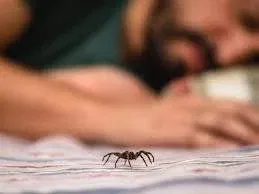 How to Keep Spiders Out of Your Bed