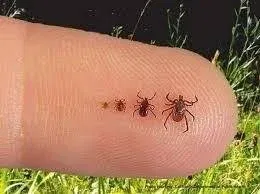 How to Kill Ticks Carrying Lyme Disease