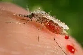 Why Do Bug Bites Itch More at Night