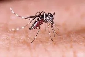 Zika Virus Symptoms vs Common Cold