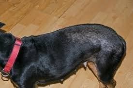 flea allergy dermatitis in dogs