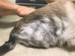 flea allergy dermatitis in dogs