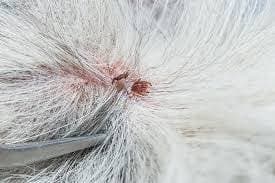 flea allergy dermatitis in dogs