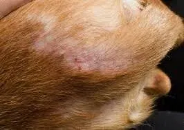 flea allergy dermatitis in dogs