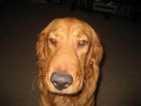 swollen face on dog from bee sting