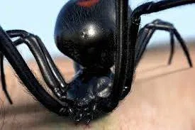 Black Widow Bite Treatment