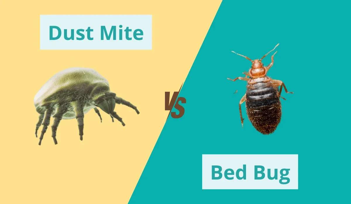 Dust Mite Vs Bed Bug.1.2406270207354