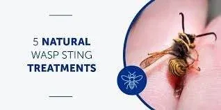 Wasp Sting Treatment at Home