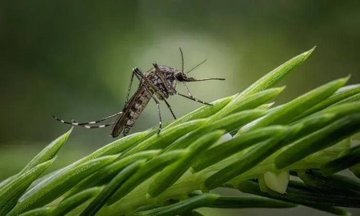 10 Effective Home Remedies to Prevent Mosquito Bites