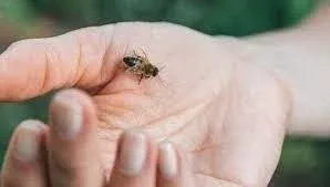 How to Reduce Bee Sting Swelling Fast