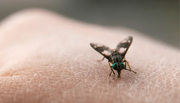 Repel Biting Flies Outside