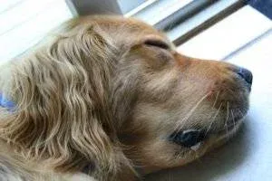 swollen face on dog from bee sting