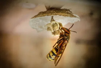 Lifespan of a Queen Wasp ,hornets, hornet, hornet queen
