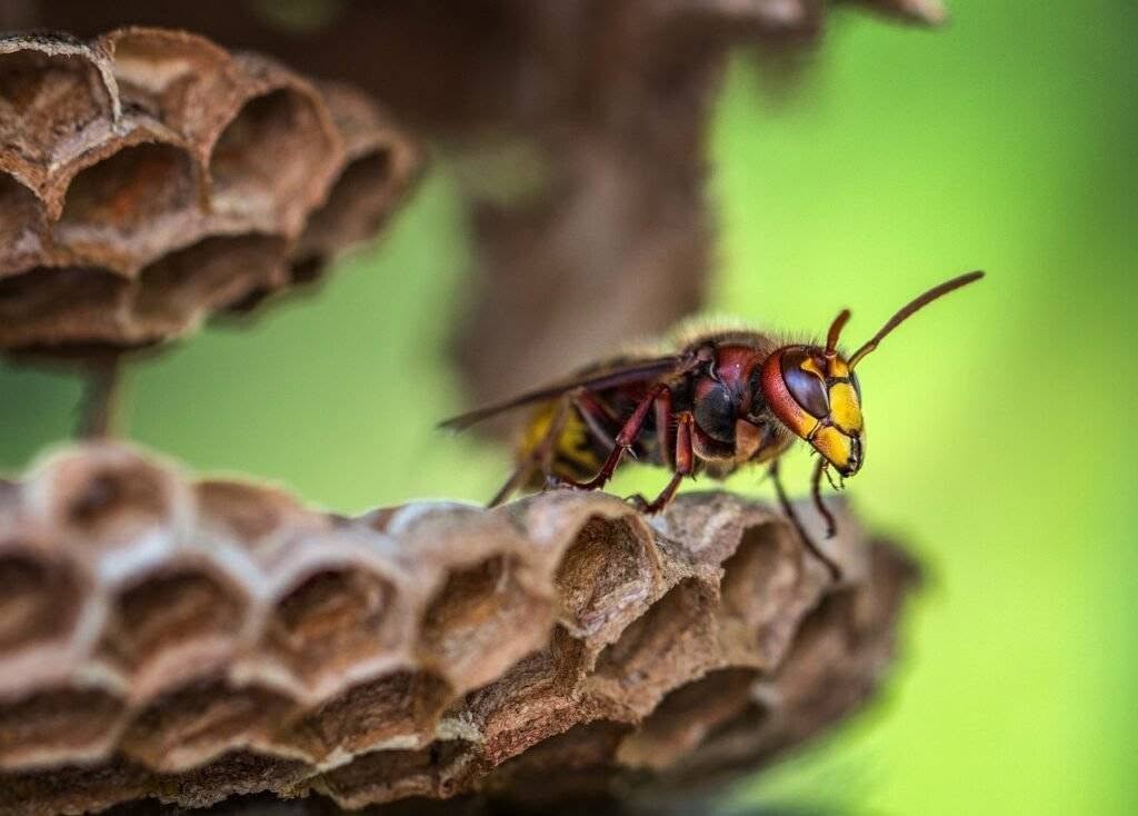 hornets, hornet, hornet queen