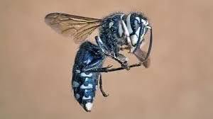 How to Neutralize Wasp Venom