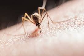 Mosquito Bite Prevention Tips