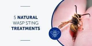 Wasp Sting First Aid