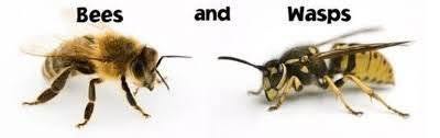 wasp sting vs bee sting
